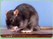 rat control Putney