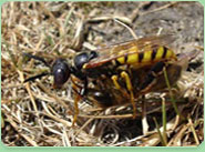 wasp control Putney